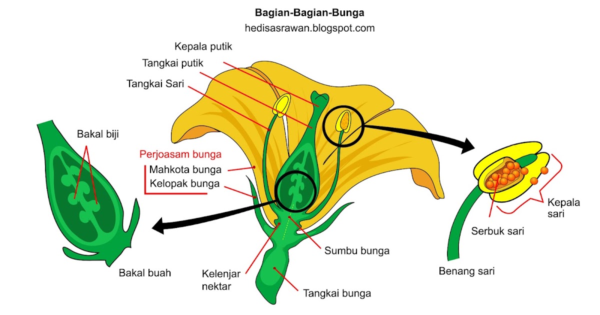 Bagian Bunga Dan Fungsinya